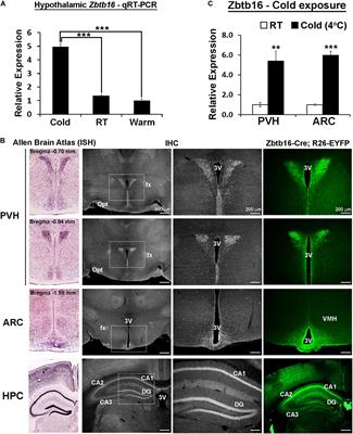 Zinc Finger Transcription Factor Zbtb16 Coordinates the Response to Energy Deficit in the Mouse Hypothalamus